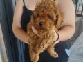 Efsane toy poodle bebekler