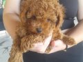 Efsane toy poodle bebekler