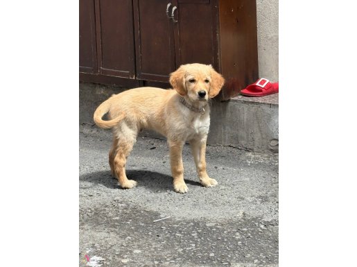 Tam orijinal golden ve çok akıllı bir evlat