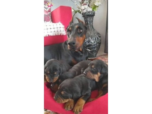 SAF DOBERMAN YAVRULARİMİZ