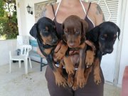 Safkan Kink Doberman yavrularımız 