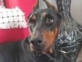 SAF DOBERMAN YAVRULARİMİZ