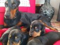 SAFKAN KİNG KIZIL SİYAH Irk Garantili Doberman Yavrularımiz 