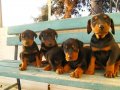 SAFKAN KİNG KIZIL SİYAH Irk Garantili Doberman Yavrularımiz 