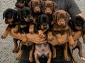 SAFKAN KİNG KIZIL SİYAH Irk Garantili Doberman Yavrularımiz 