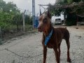 SAFKAN KİNG KIZIL SİYAH Irk Garantili Doberman Yavrularımiz 