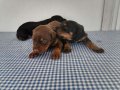SAFKAN KİNG KIZIL SİYAH Irk Garantili Doberman Yavrularımiz 