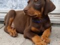 SAFKAN KİNG KIZIL SİYAH Irk Garantili Doberman Yavrularımiz 