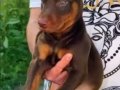 SAFKAN KİNG KIZIL SİYAH Irk Garantili Doberman Yavrularımiz 