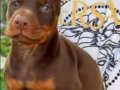 SAFKAN SİYAH KIZIL. DOBERMAN YAVRULARIMIZ 