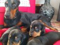 SAFKAN SİYAH KIZIL. DOBERMAN YAVRULARIMIZ 