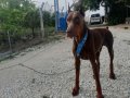 SAFKAN SİYAH KIZIL. DOBERMAN YAVRULARIMIZ 