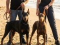 SAFKAN SİYAH KIZIL. DOBERMAN YAVRULARIMIZ 