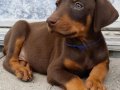 SAFKAN SİYAH KIZIL. DOBERMAN YAVRULARIMIZ 