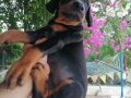 Safkan Kink Doberman yavrularımız 