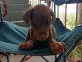 Safkan Kink Doberman yavrularımız 