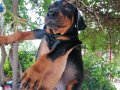 Safkan Kink Doberman yavrularımız 