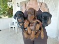 Safkan Kink Doberman yavrularımız 