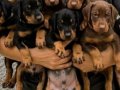 Safkan Kink Doberman yavrularımız 