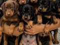 Safkan Kink Doberman Yavruları 