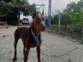 Safkan Kink Doberman Yavruları 