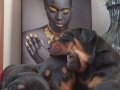 Safkan Kink Doberman Yavruları 