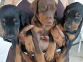 Safkan Kink Doberman Yavruları 