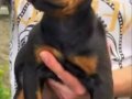 Safkan Kink Doberman Yavruları 