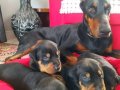 Safkan Kink Doberman Yavruları 