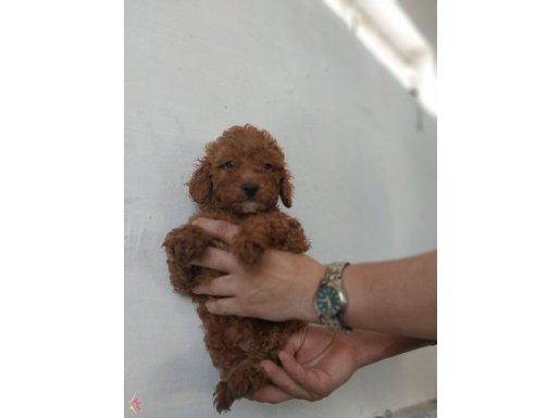 Erkek&Dişi Toy Poodle 