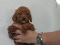 Erkek&Dişi Toy Poodle 
