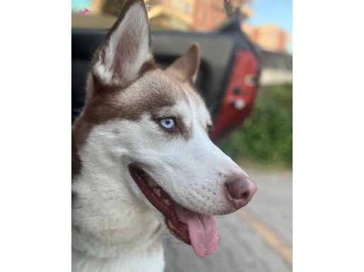 ZEKA KÜPÜ HUSKY KIZIM YENİ AİLESİNİ ARIYOR