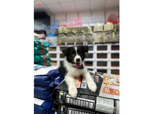 EN ZEKİ KÖPEK IRKI MAX BORDER COLLİE YAVRU