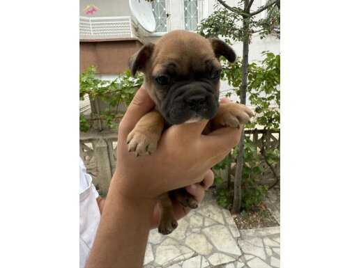 FRANSIZ BULDOG BEBEKLER