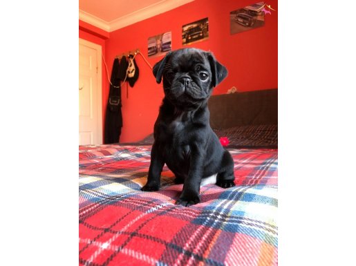 PUG MOOBS BEBEK