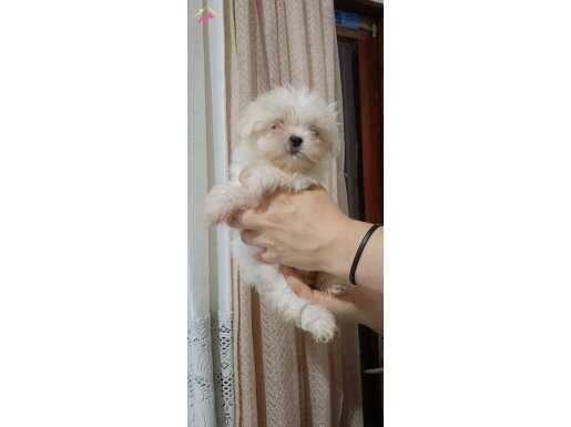  MİNİ BOY KAR BEYAZ MALTESE TERRİERLER