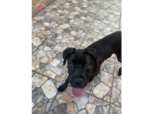KÜTÜK GİBİ CANE CORSO DİŞİ YAVRu