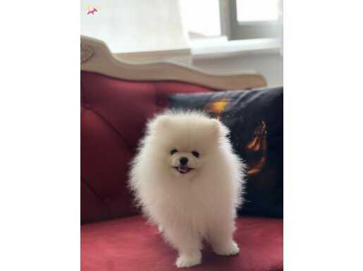 TEAC UP POMERANIAN GERÇEK BOO 