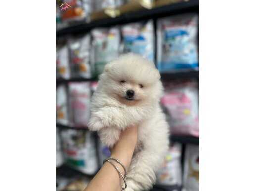 TEDDY BEAR POMERANIAN BOO