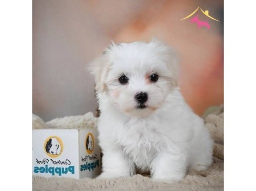KAR BEYAZ MALTESE TERRIER BEBEKLER