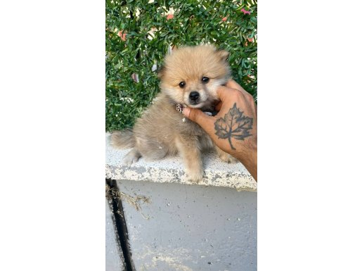 POMERANIAN BEBEK
