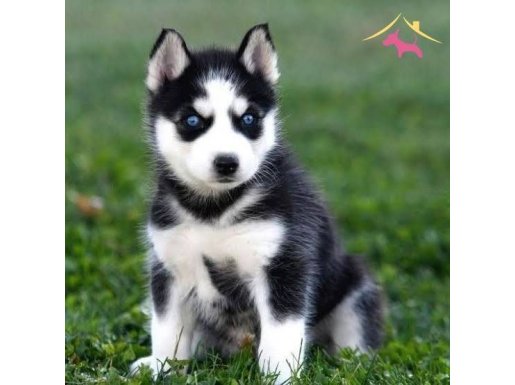 SAFKAN SİBİRYA KURDU (HUSKY)YAVRULAR!!!