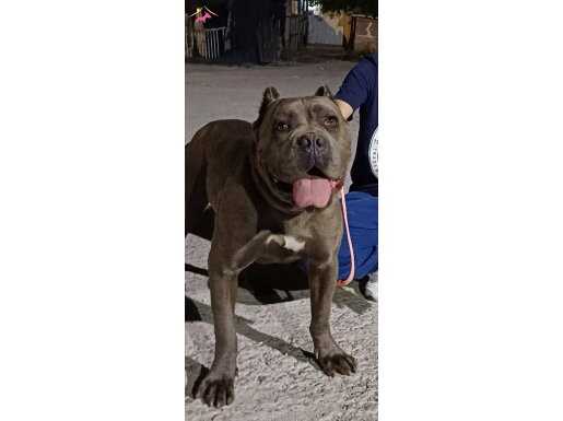 DEV CANE CORSO KIZIM