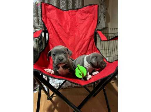 A KIF SCR (YASAL) İNGİLİZ STAFF BEBEKLER