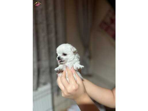 ELMA KAFA KÜT BURUN (GERÇEK ŞİVAVA)BEBEKLER