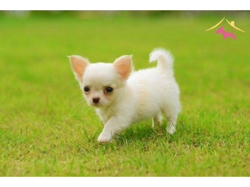 ELMA KAFA KÜT BURUN GERÇEK MİNİ SİVAVA BEBEKLER