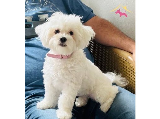 Harika maltese terrier bebekler