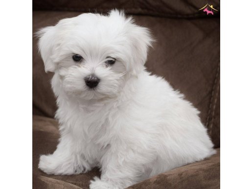 HARIKA MALTESE TERRIER BEBEKLER