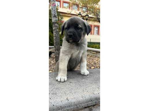 VASIFLI KANGAL YAVRULARI