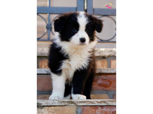 EN ZEKİ KÖPEK IRKI BORDER COLLİE 